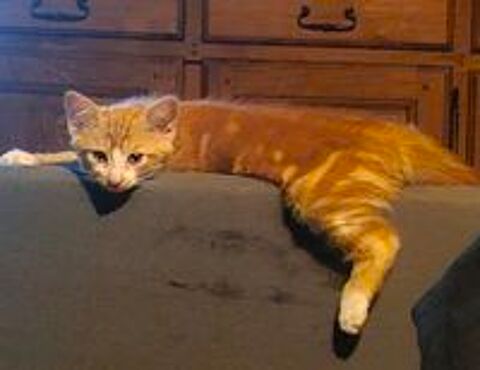  Donne 1 chaton male 