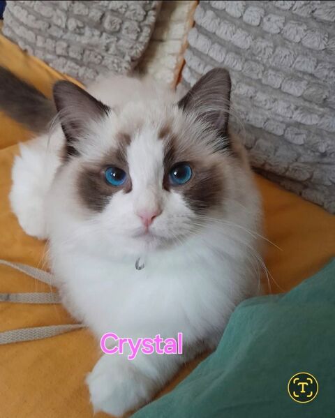 RAGDOLL DE 1 AN ET DEMI 1000 03260 Saint-germain-des-foss�s