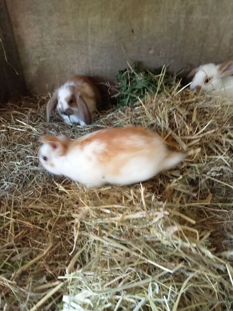 Lapin bélier papillon 15 50300 Avranches