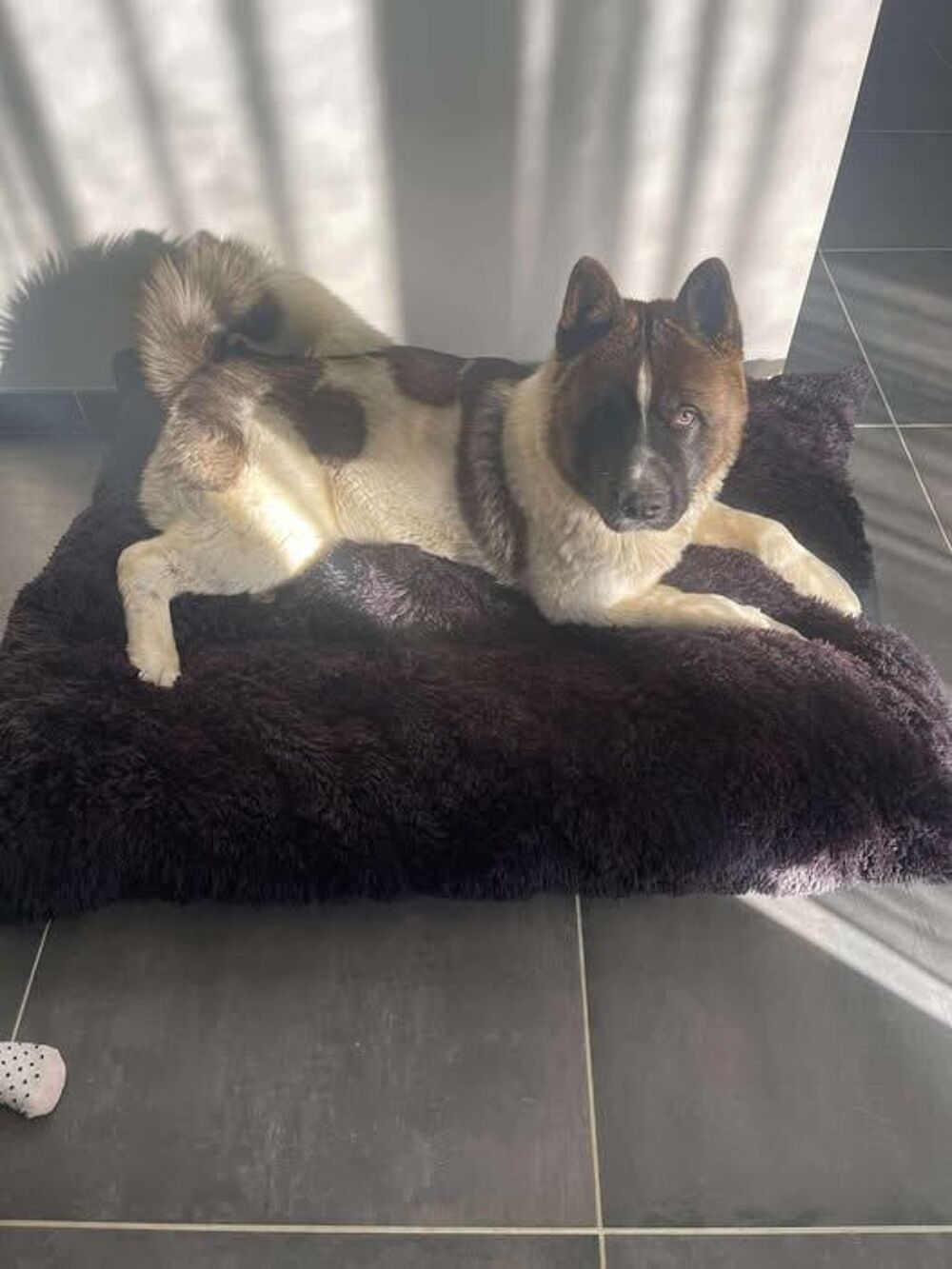   Chien BUCK  l adoption 