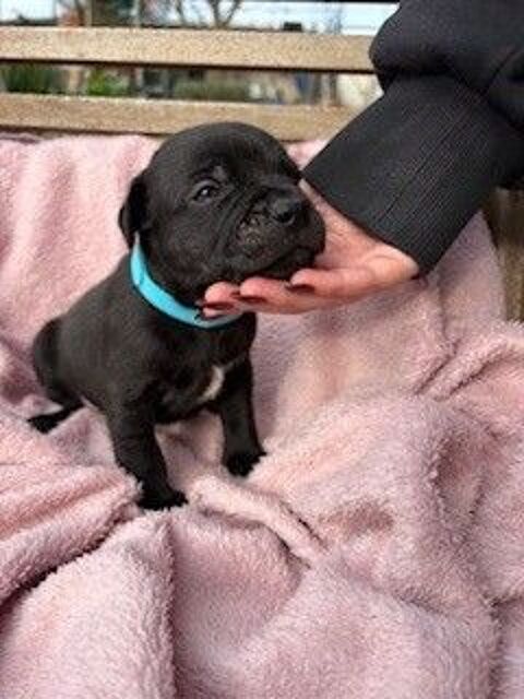 Portée de Staffordshire Bull Terrier disponible 1600 69360 Solaize
