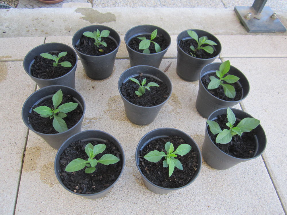 plan&ccedil;ons pommier d'amour Jardin