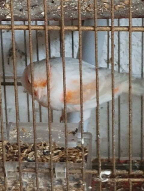 Canari 16 80570 Dargnies