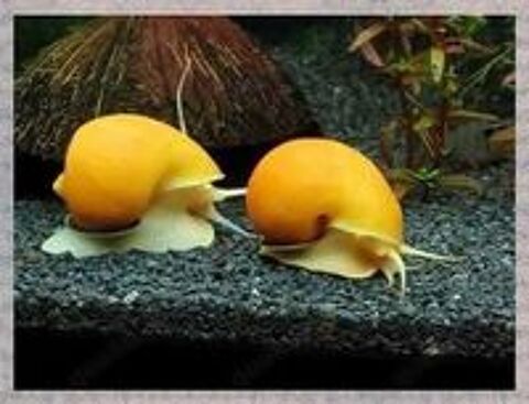   Escargot Ampularia, adapté aux aquariums d'eau douce. 
