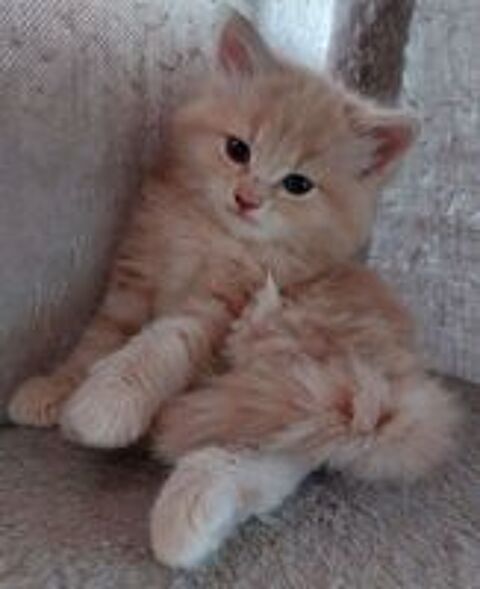   Chatons aimants cherchent famille  