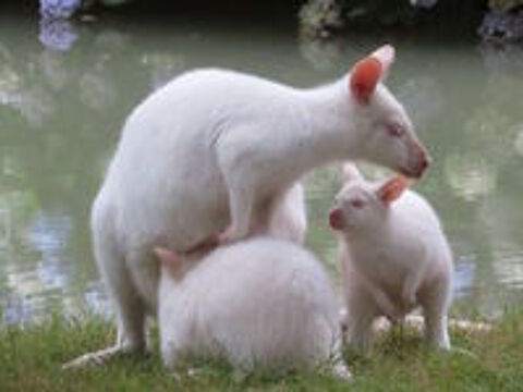   Jeune Mâle Wallaby de Bennett Blanc
