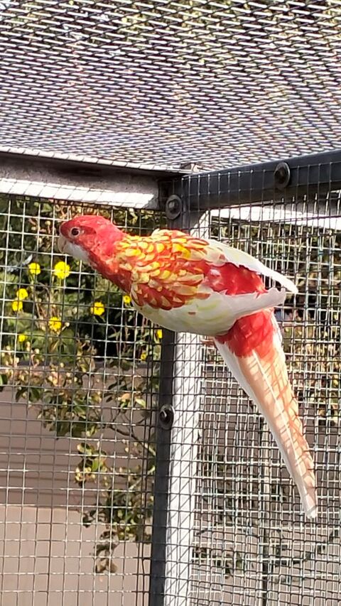 OMNICOLORE RUBINO 2025 60 85500 Les herbiers