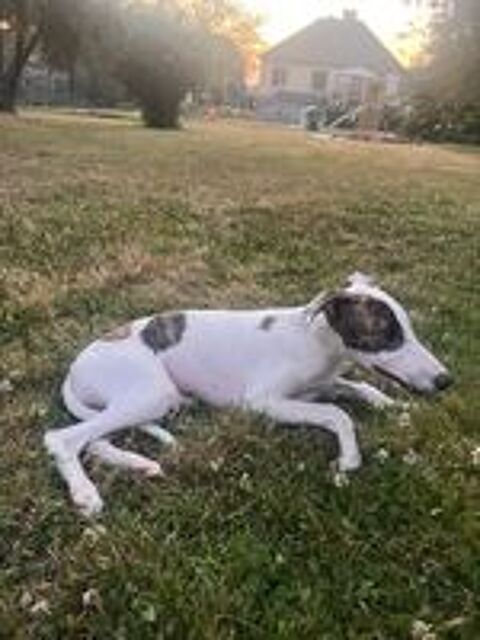   Bolt whippet LOF  
