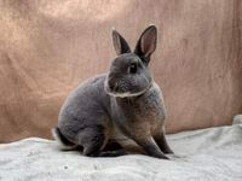   Elevage de lapins nains de race 
