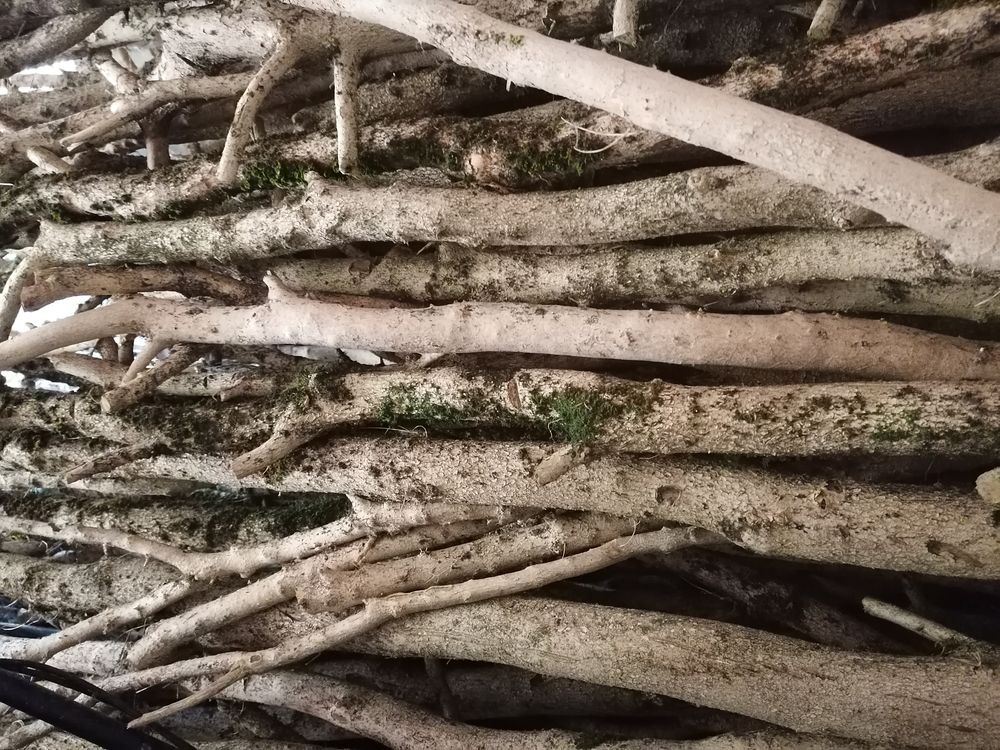  bois buis Jardin