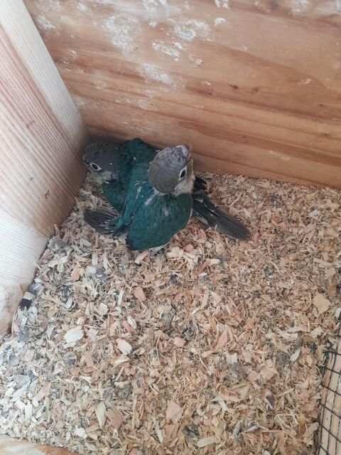 Perroquets conures molinae 130 42600 L�zigneux