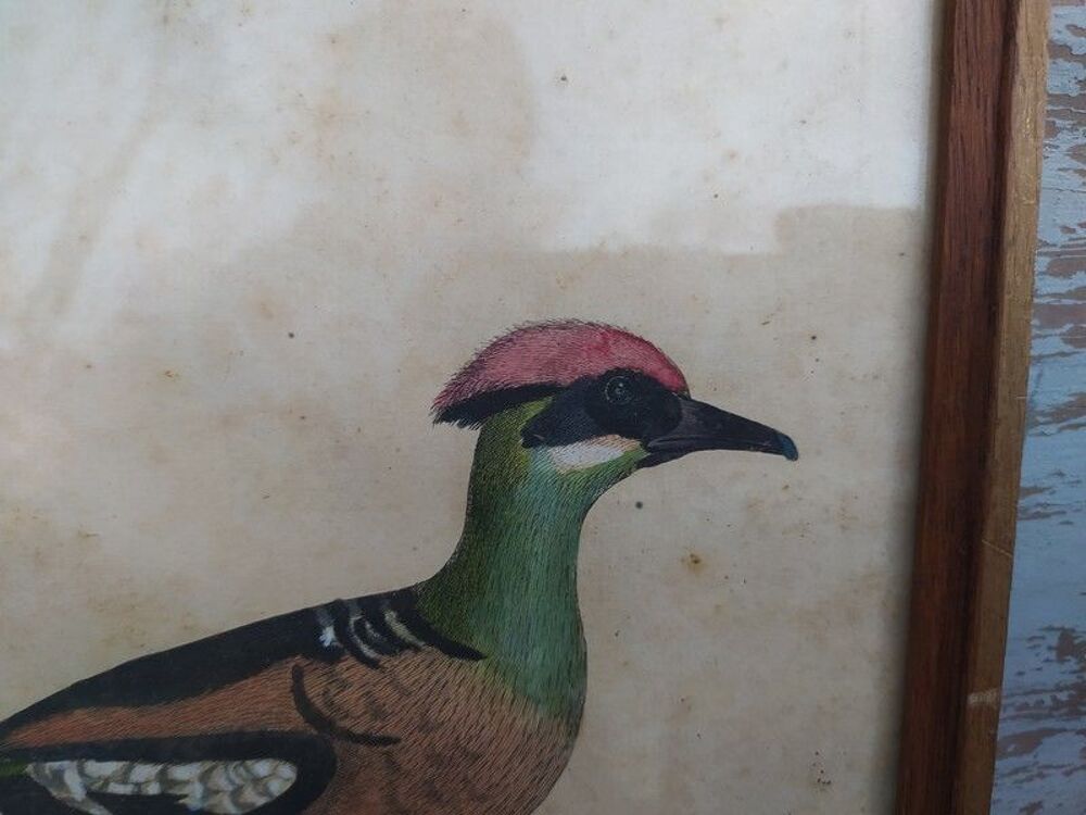 Tableau Gravure Ornithologie Albellus Eleazar Albin XVIIIe 
