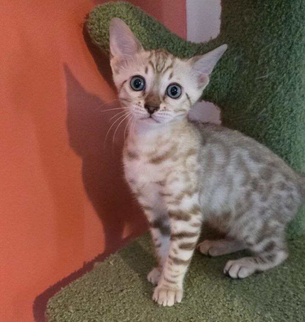   Dispo Chatons Bengal LOOF Seine et Marne - Snow&Brown Taggle 