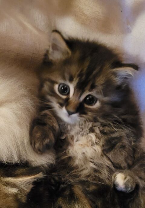  chaton &agrave; donner 0 33000 Bordeaux