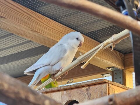 Conure souris 250 66740 Villelongue-dels-monts