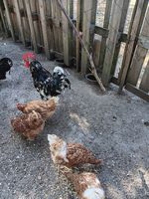   Coq gournay  