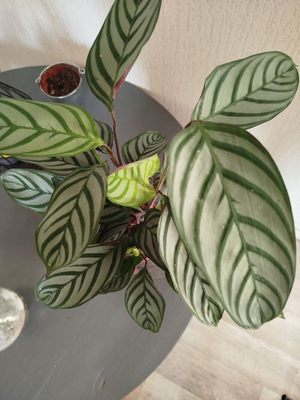 Plante Calathea tr&egrave;s bien Décoration