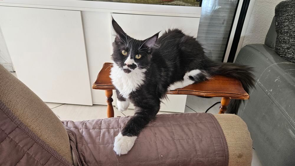   Chatons a l adoption  
