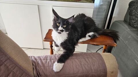Chatons a l adoption 66280 Saleilles