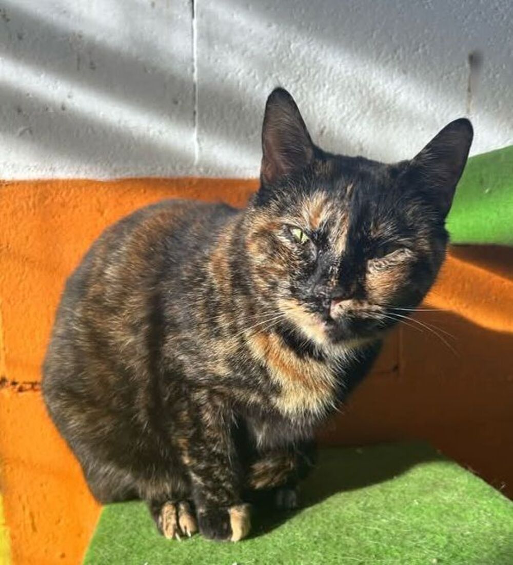   PATATA  