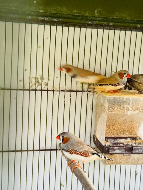 Mandarin 9 79200 Chtillon-sur-thouet