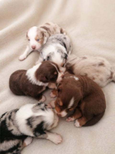   Chiots berger am�ricain miniature LOF 