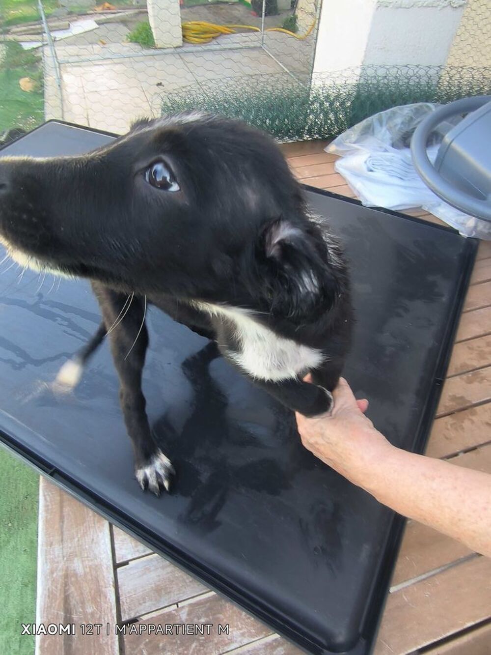 donne chiot border collie avant le 10.10.26 Jardin
