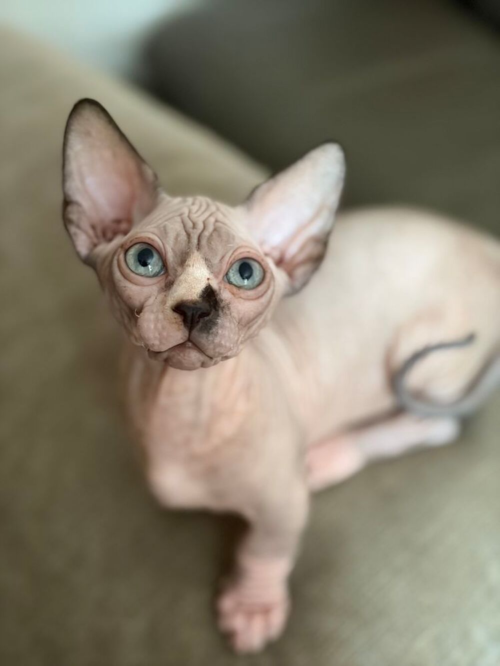   Adorables chatons bambino sphynx rare en France  