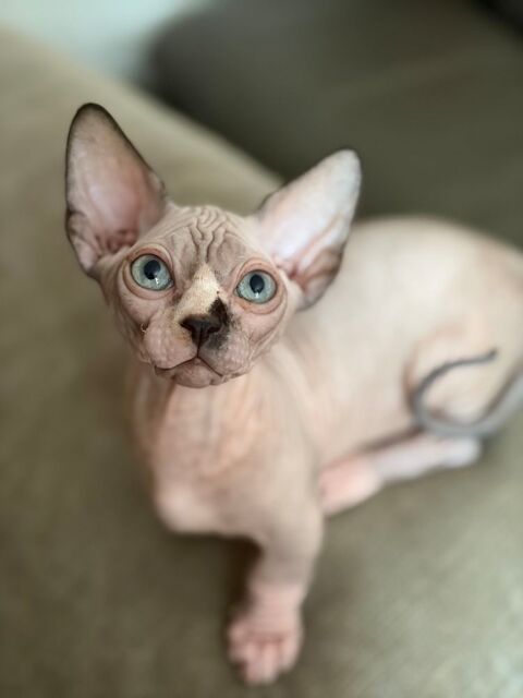 Adorables chatons bambino sphynx rare en France 0 03000 Moulins