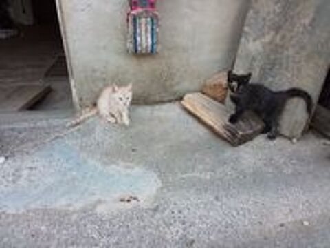   2 chatons à adopter 