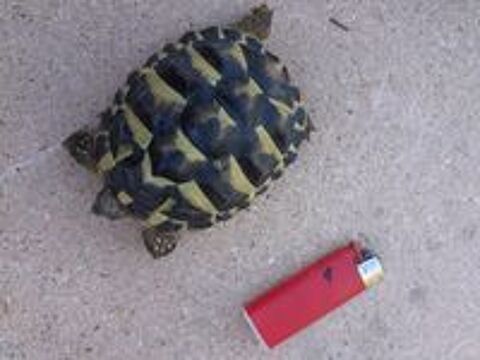   Tortues jeunes nes en septembre 2024 