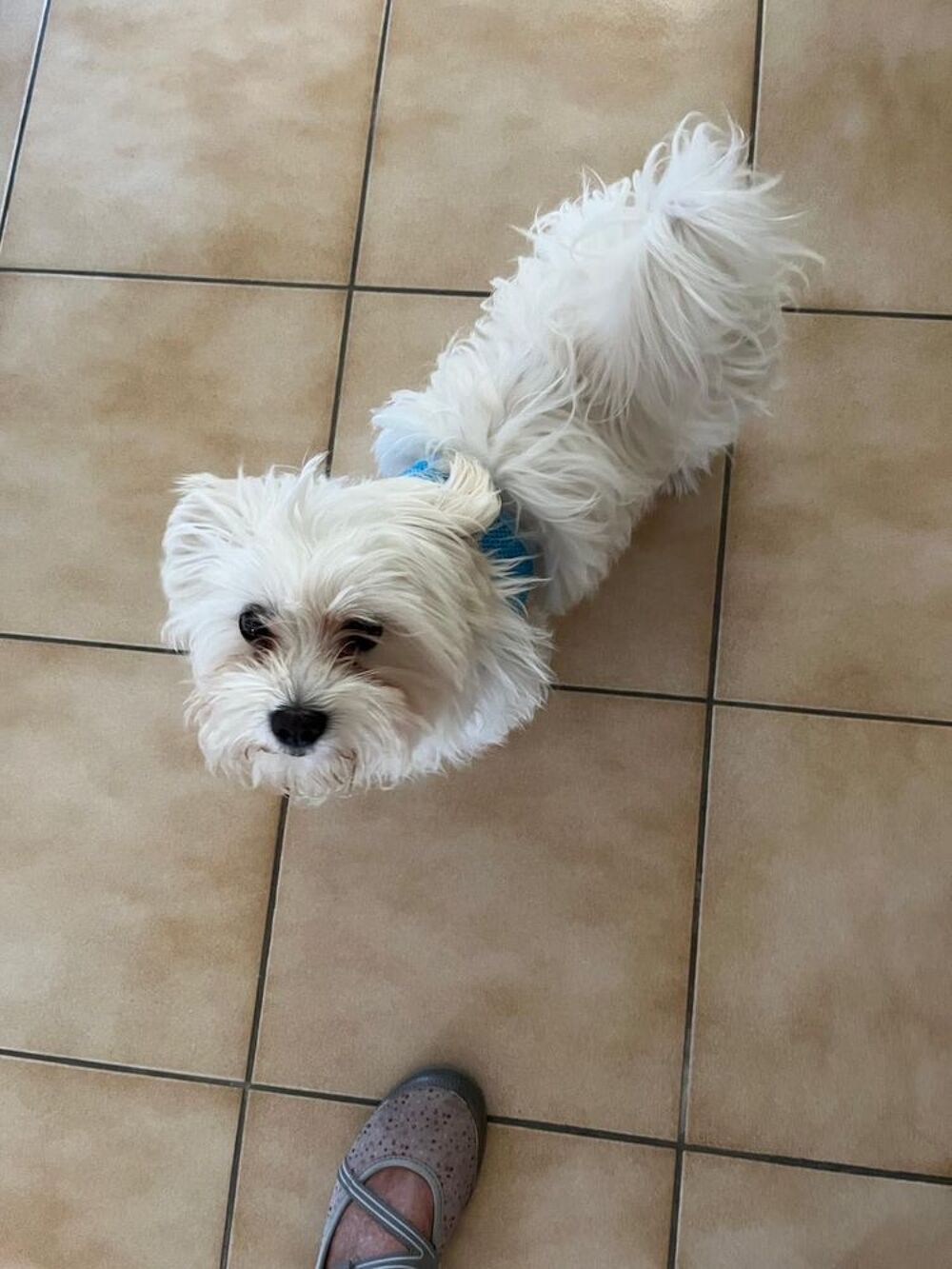   bichon maltais 