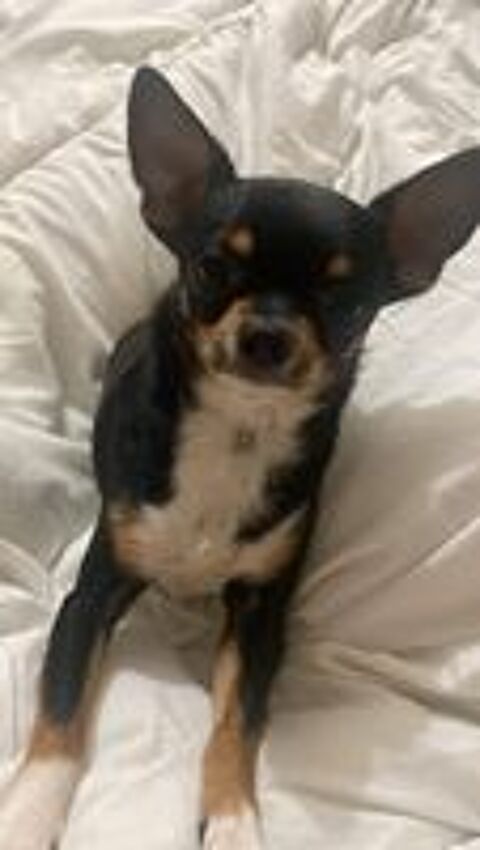   Saillie Chihuahua mle tricolore 2,2 kg LOF confirm (+ADN)  
