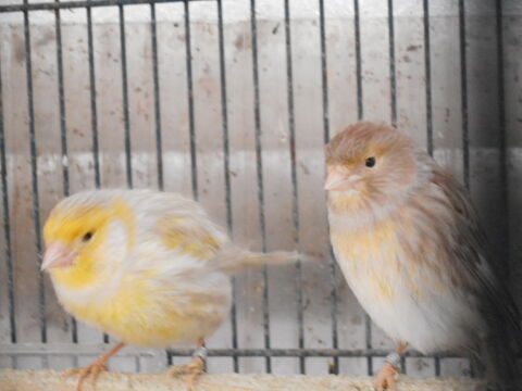 CANARIS
15 33170 Gradignan