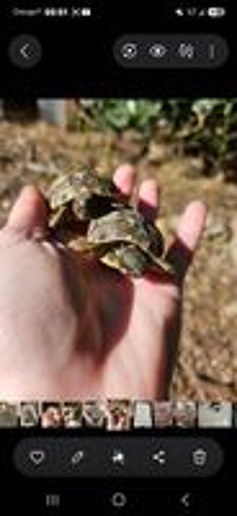   Bébés tortues  