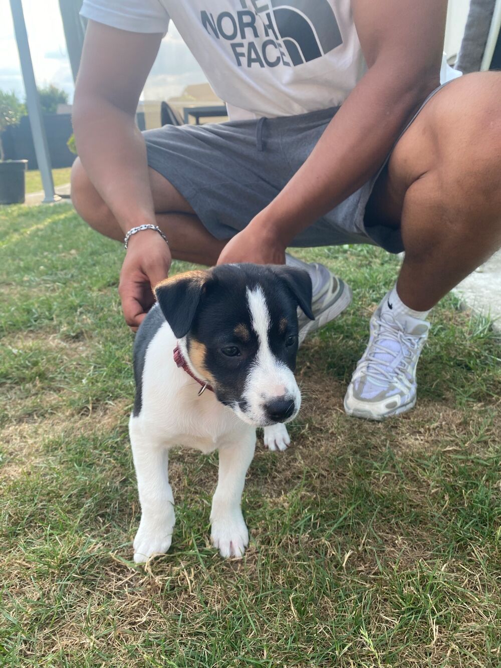 chiot staffy 