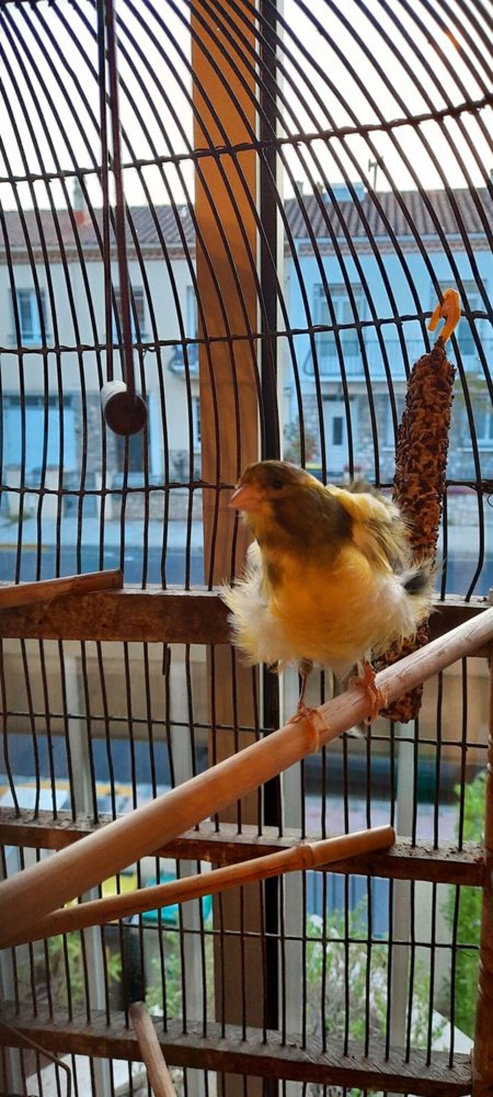   Canaris frisés,mâle très bon chanteur+femelle éventuellement 
