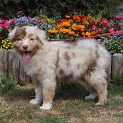   CHIOT BERGER AUSTRALIEN ROUGE MERLE 