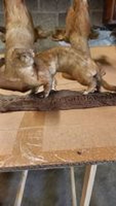   Animaux Empailles 