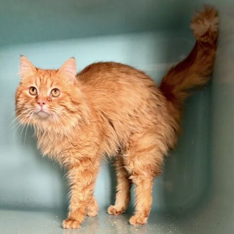 BURTON, chat roux, 3 ans 120 34500 B�ziers