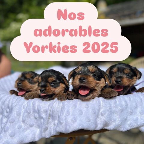 Chiots Yorkshire Terrier standard (3 à 6 kg taille adulte) 1100 28130 Pierres