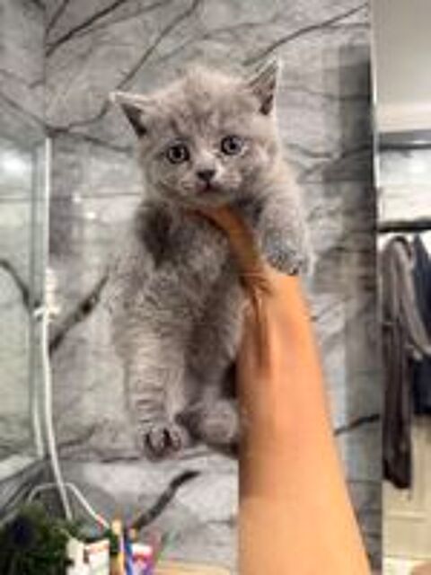   Chaton british shorthair 