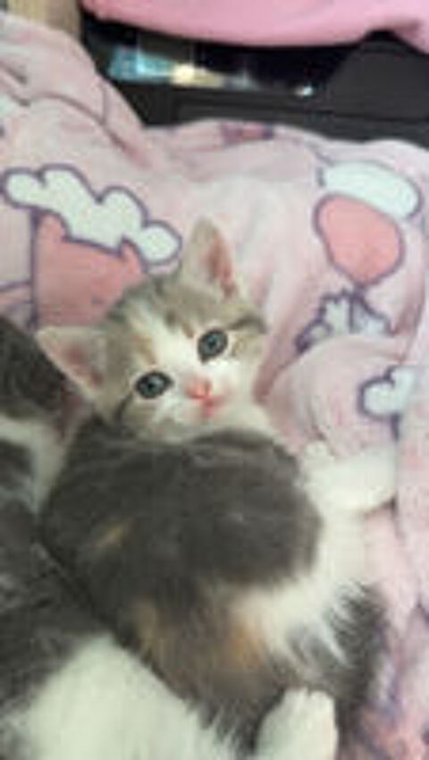   Chaton british shortair  
