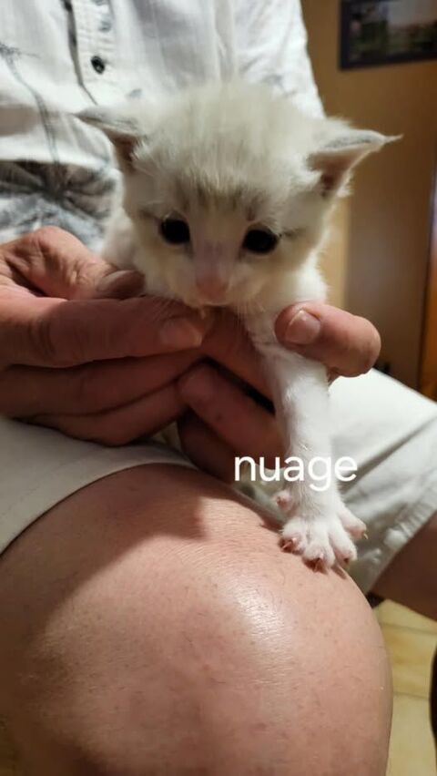 Chat NUAGE à l adoption 130 07130 Saint-pray