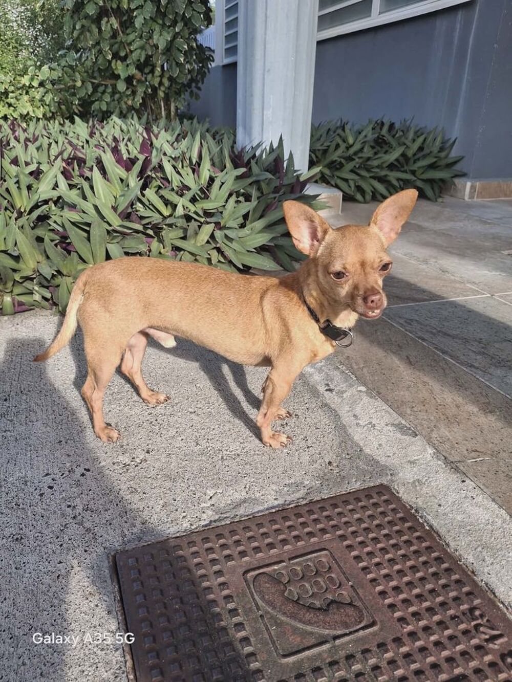   COCO, un petit chien tout mimi 