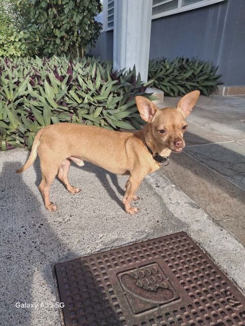 COCO, un petit chien tout mimi 350 77000 Livry-sur-seine