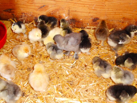 oeufs   poule brahmas 1,60 59310 Landas