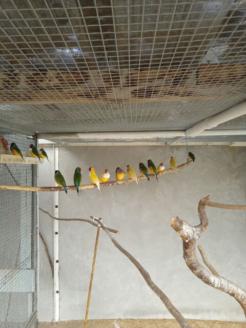 diamand de gould 30 35500 Erbre