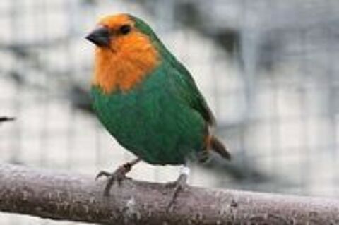   Oiseau por de Nouméa  