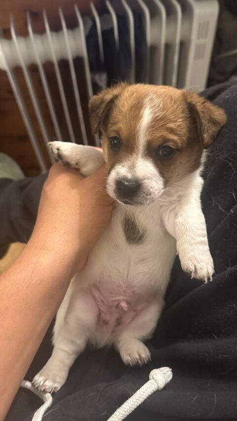 Faites le Plein de Câlins : Chiots Jack Russell à adopter 600 75005 Paris